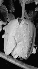 Close-up of raindrops on leaf