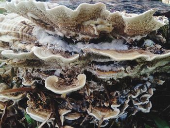 Full frame shot of mushrooms