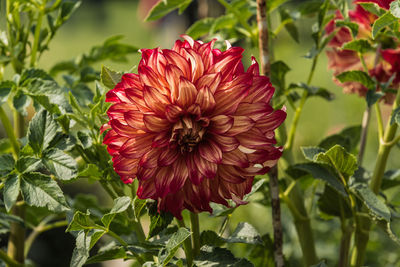 Close-up of red flowering plant