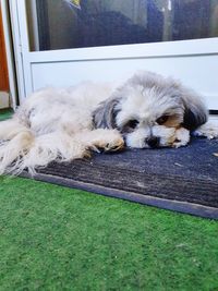 Close-up portrait of dog sleeping