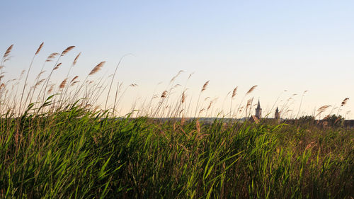 Close-up of wheat field against clear sky