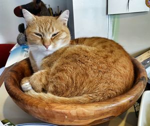 Cat resting on bed
