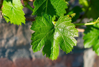 Close-up of fresh green leaves