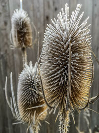 Close-up of flowers against blurred background