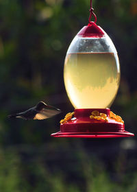 Close-up of bird flying