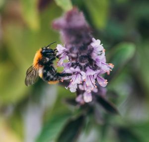 Close-up of bee pollinating on flower