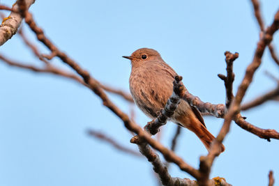 Low angle view of bird perching on branch