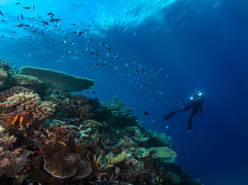 Scuba diving in sea