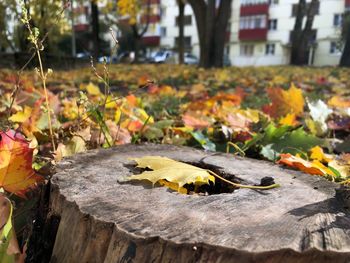 Close-up of fallen leaves on plant during autumn