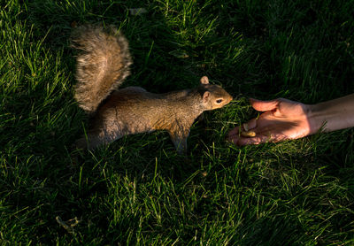 Full length of hand eating grass