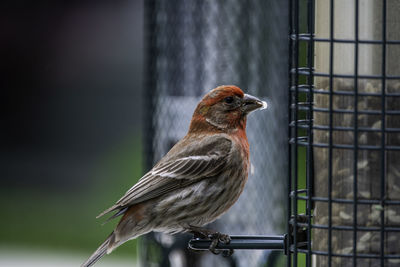 Close-up of bird perching on a fence