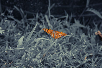 Close-up of butterfly on flower