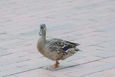 Close-up of duck perching on footpath