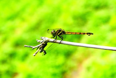 Close-up of dragonfly on twig