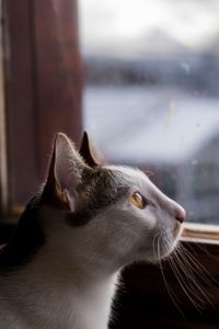 Close-up of a cat looking away