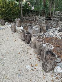 View of rocks and trees in forest