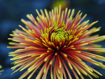 Close-up of yellow flower