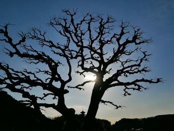 Low angle view of silhouette tree against sky