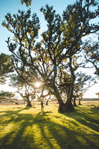 Trees on field