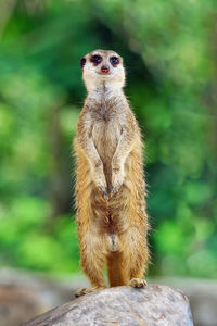 Meerkat standing.