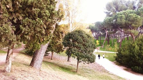 Trees growing in park