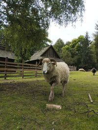 Sheep grazing on field