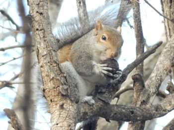 Low angle view of squirrel on tree trunk