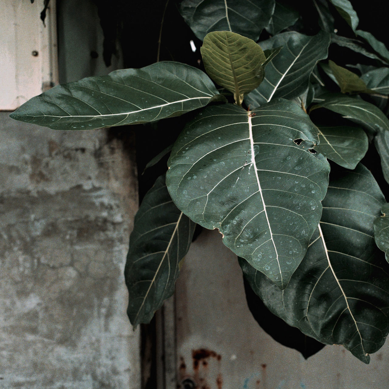 HIGH ANGLE VIEW OF LEAVES IN PLANT