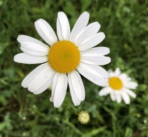 Close-up of white daisy flower