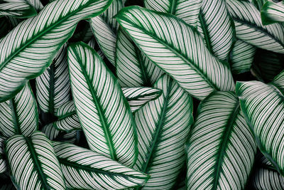 Close-up of green leaves