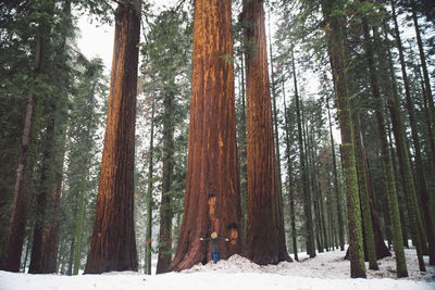 Panoramic view of trees in forest during winter