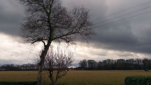 Bare trees on field against sky