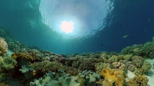 undersea