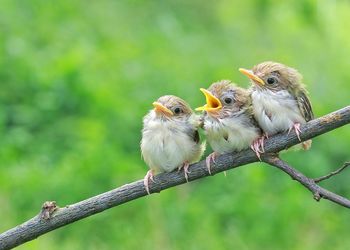 Close-up of bird perching outdoors