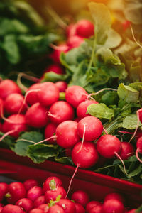 Fresh radish at farmers' market