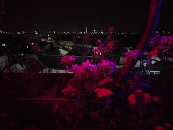 Pink flowers growing in a park