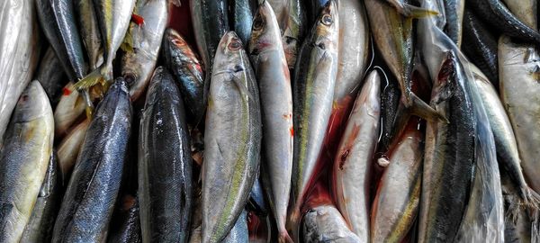 High angle view of fish for sale in market