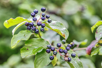 Close-up of elderberries hanging on a shrub