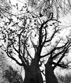 Low angle view of bare tree against sky