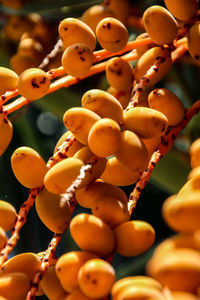 Close-up of fruits on plant