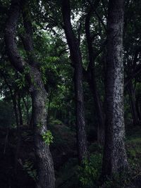 Trees in forest