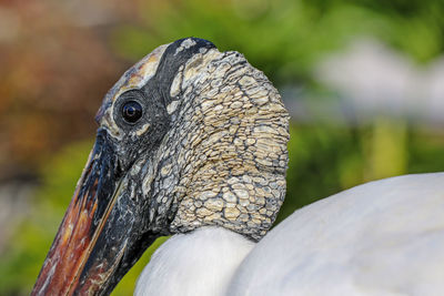 Close-up of a bird