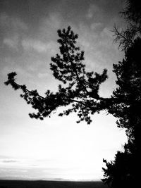 Low angle view of trees against sky