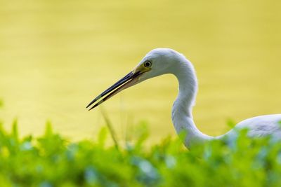 Side view of white bird perching by plant