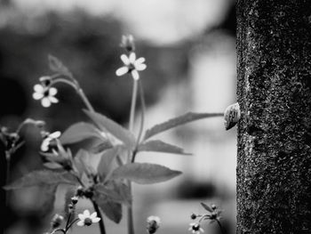 Close-up of flowers on tree