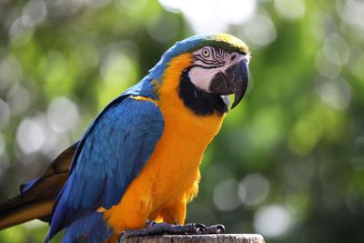 Close-up of a parrot