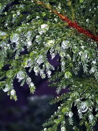 Close-up of leaves on tree