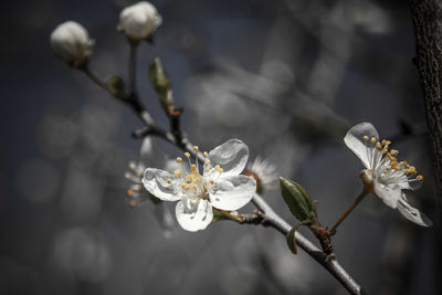 Close-up of white flowers
