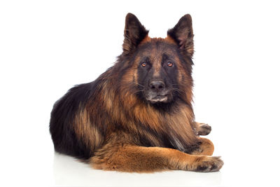 Portrait of a dog sitting on white background