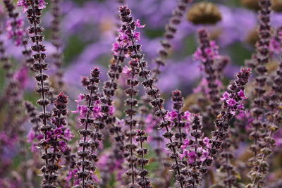 Close-up of purple flowering plants